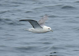 Fulmar boréal