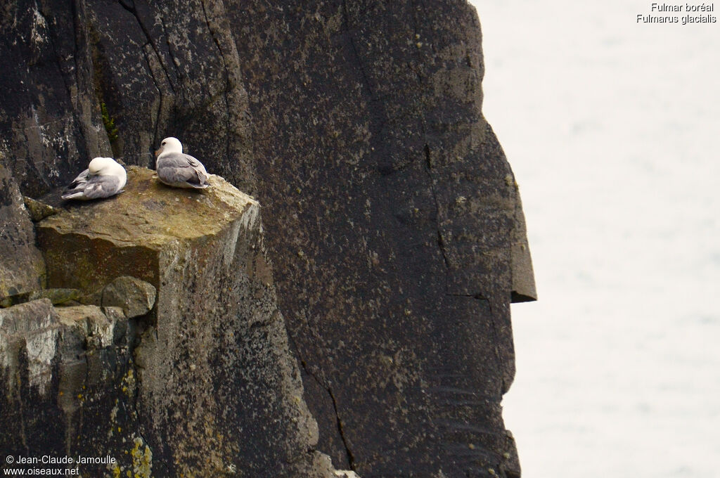 Fulmar boréal , Comportement