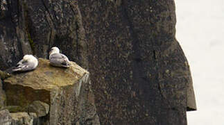 Northern Fulmar