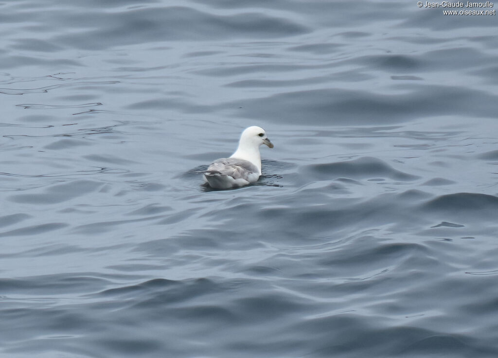 Fulmar boréal