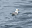 Fulmar boréal