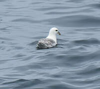 Northern Fulmar