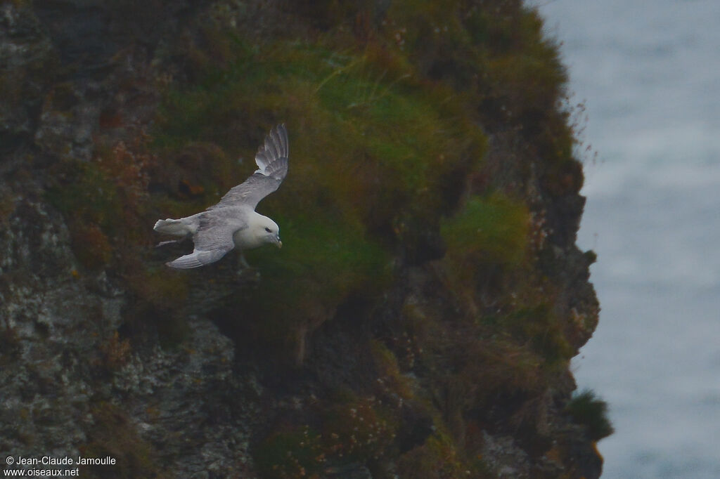 Fulmar boréal