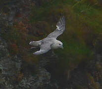 Northern Fulmar