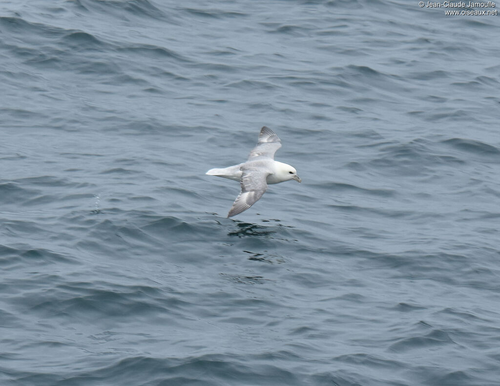 Fulmar boréal