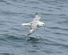 Fulmar boréal