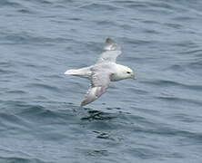 Northern Fulmar