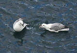 Fulmar boréal