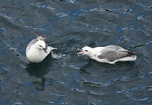 Fulmar boréal