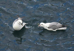 Fulmar boréal