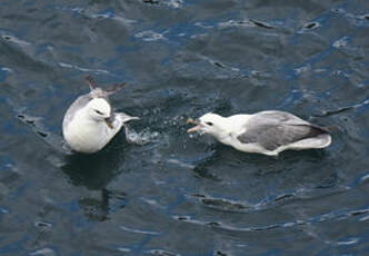 Fulmar boréal