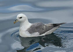 Fulmar boréal