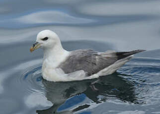 Fulmar boréal