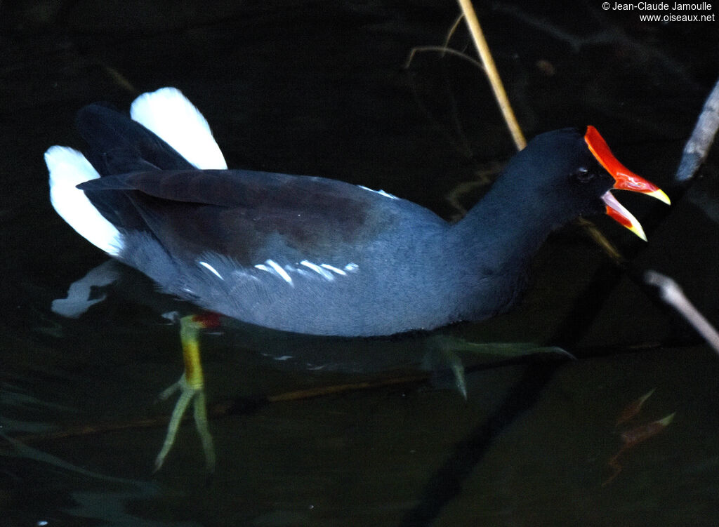 Gallinule d'Amérique