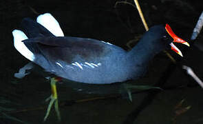 Gallinule d'Amérique