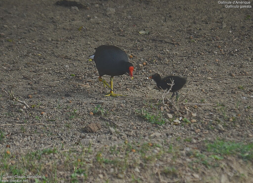 Gallinule d'Amérique