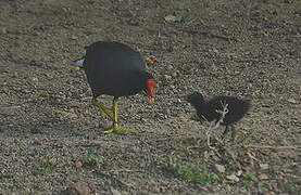 Gallinule d'Amérique