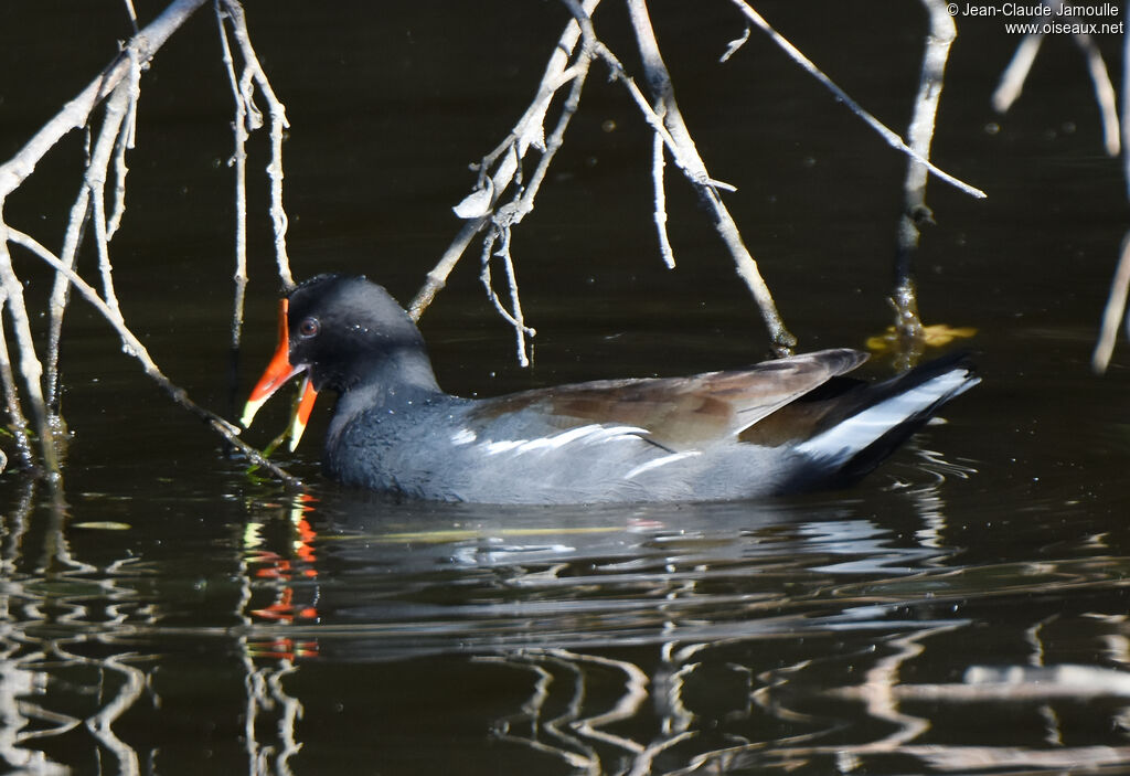 Gallinule d'Amérique