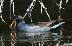 Gallinule d'Amérique