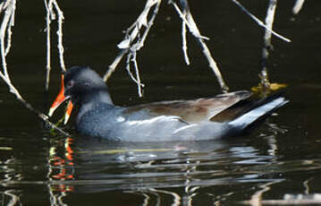 Gallinule d'Amérique