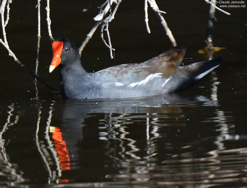 Gallinule d'Amérique