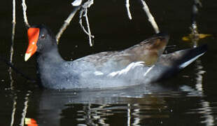 Gallinule d'Amérique