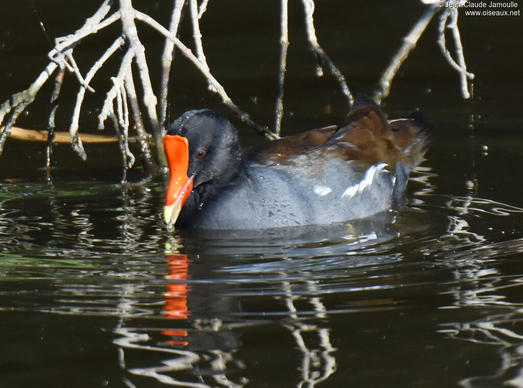 Gallinule d'Amérique