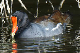 Common Gallinule