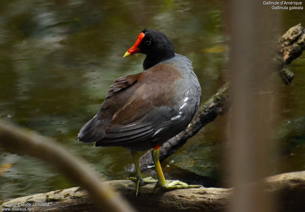 Common Gallinule, Behaviour