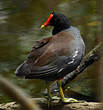 Gallinule d'Amérique