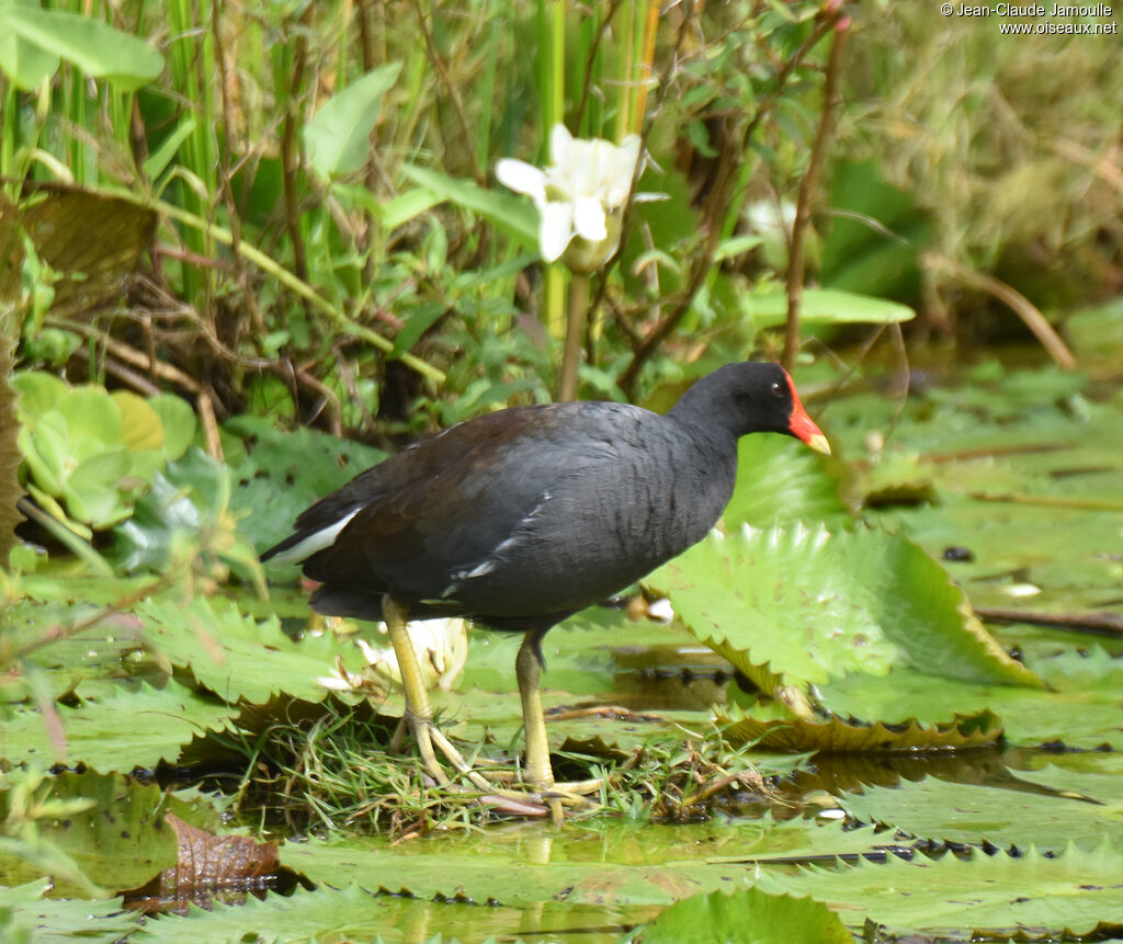 Gallinule d'Amériqueadulte, mange