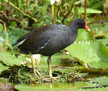 Gallinule d'Amérique