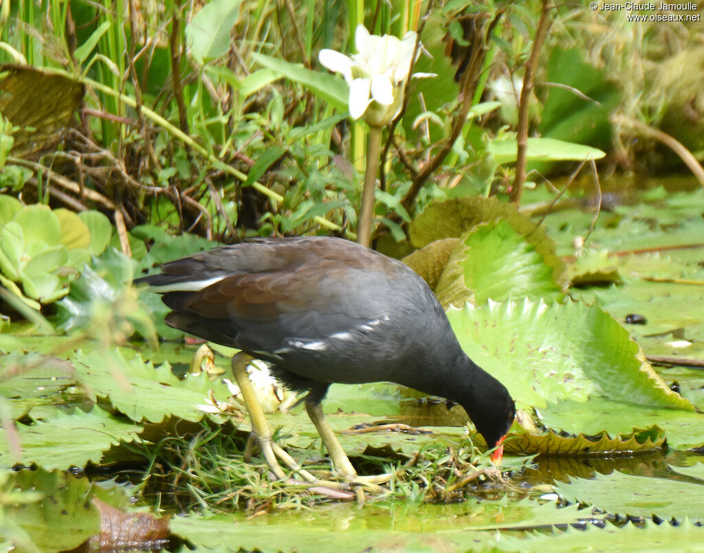 Gallinule d'Amériqueadulte, mange