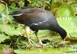 Common Gallinule