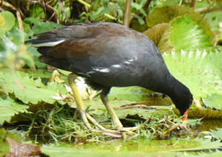 Gallinule d'Amérique