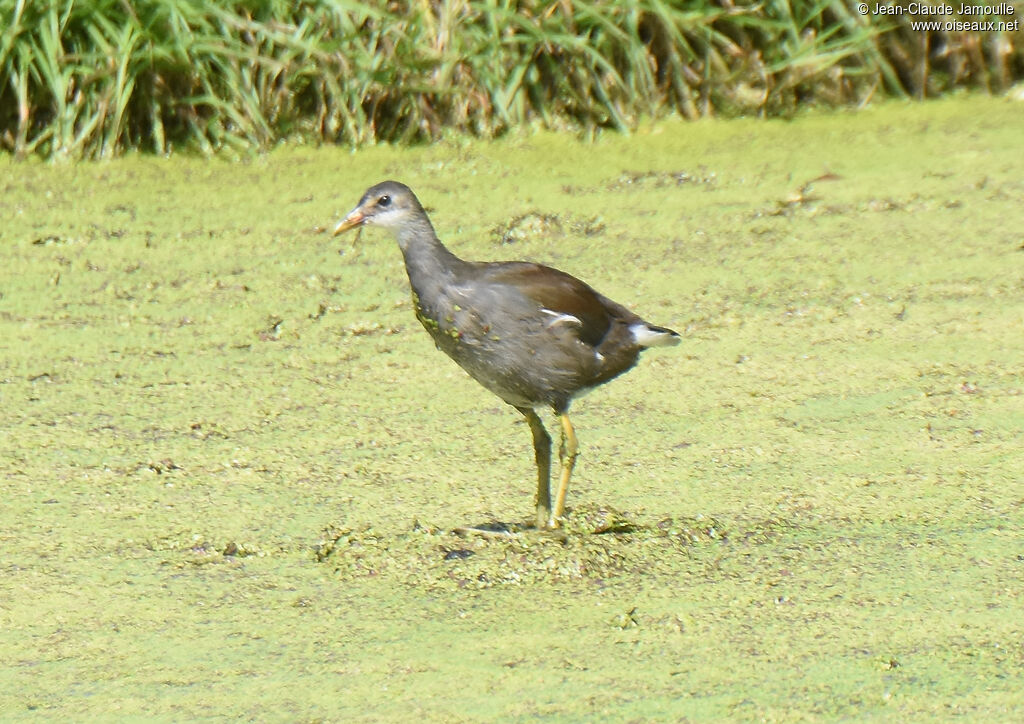 Gallinule d'Amériqueimmature