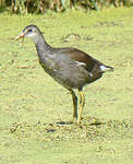 Gallinule d'Amérique