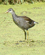 Gallinule d'Amérique