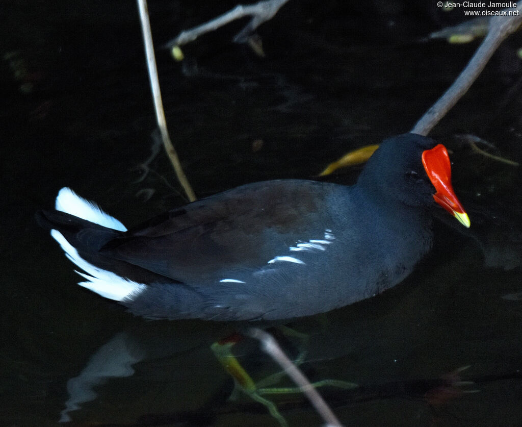 Common Gallinule