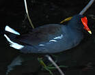 Gallinule d'Amérique