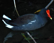 Gallinule d'Amérique