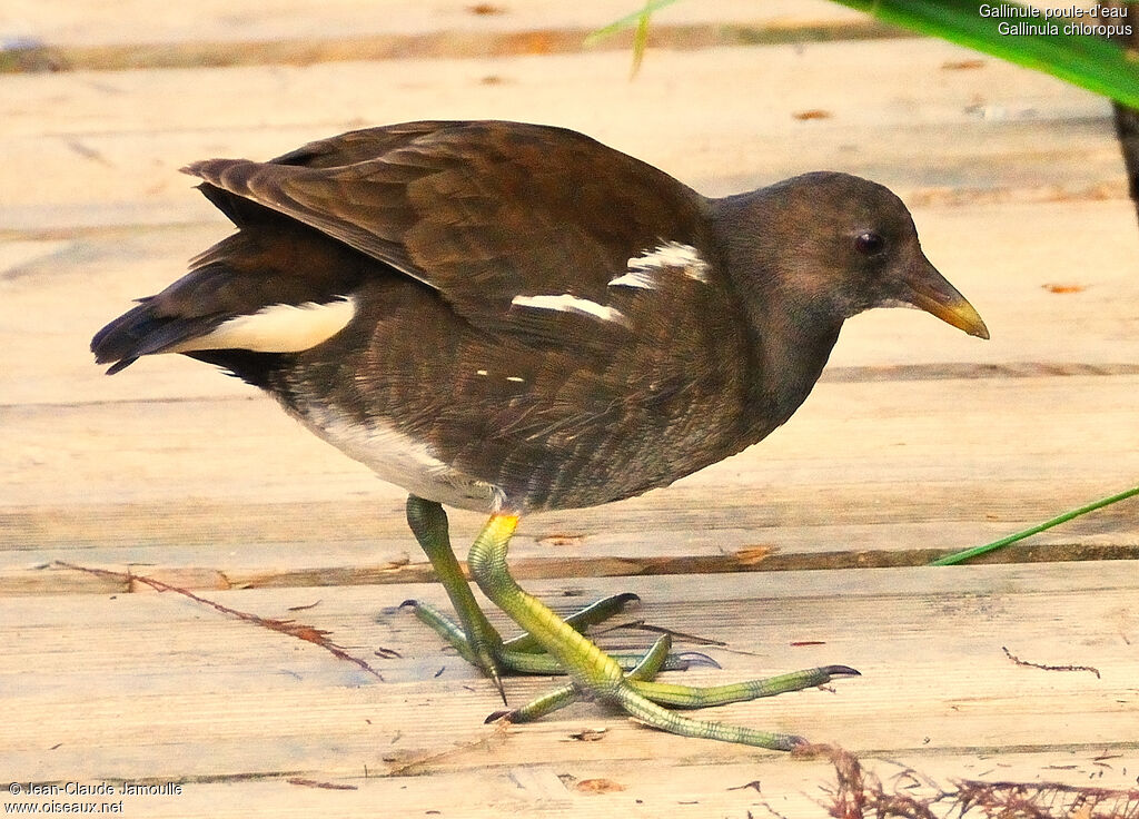 Gallinule poule-d'eaujuvénile