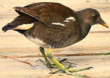 Gallinule poule-d'eau