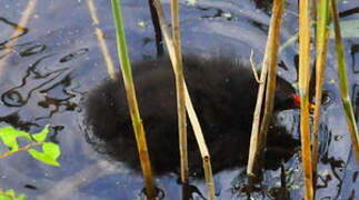 Gallinule poule-d'eau