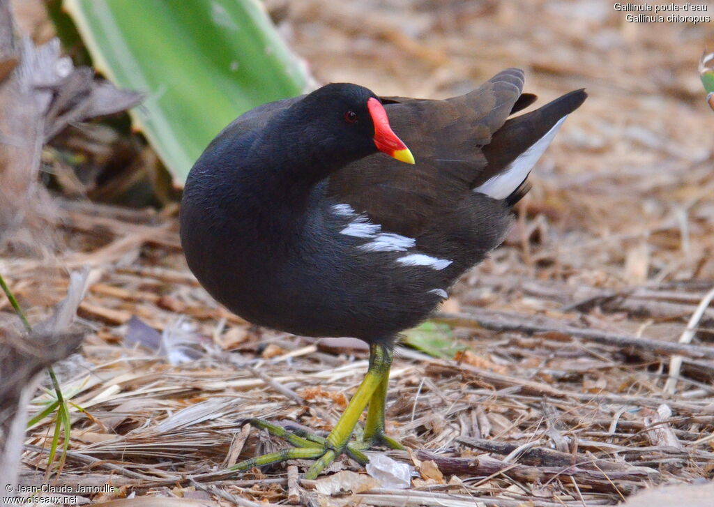 Gallinule poule-d'eauadulte, Comportement