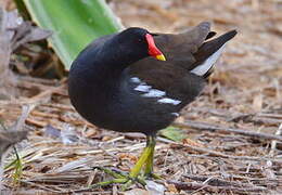 Gallinule poule-d'eau