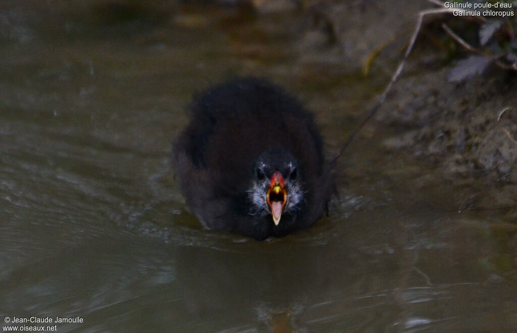 Gallinule poule-d'eaujuvénile, Comportement