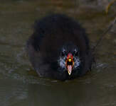 Gallinule poule-d'eau