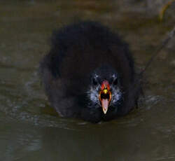 Gallinule poule-d'eau