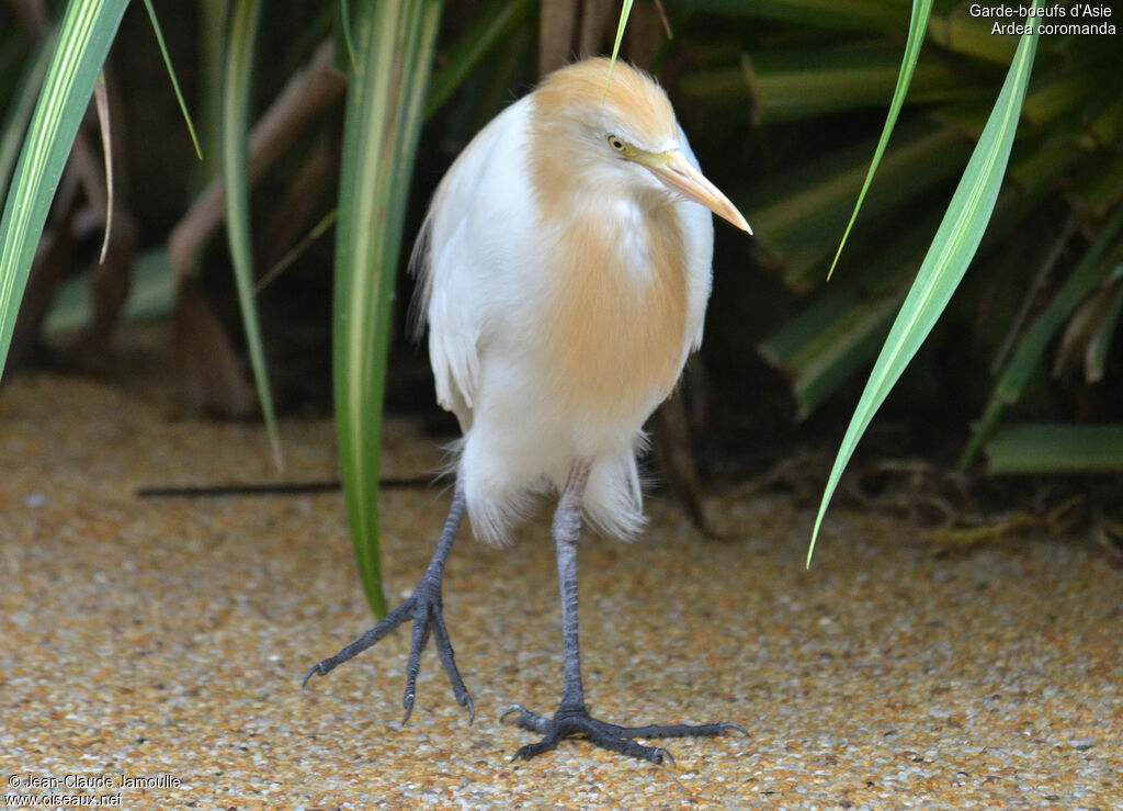 Eastern Cattle Egretadult breeding, Behaviour